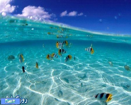  تصاویری زیبا از زندگی در اقیانوس