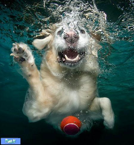 Underwater Dogs Pictures