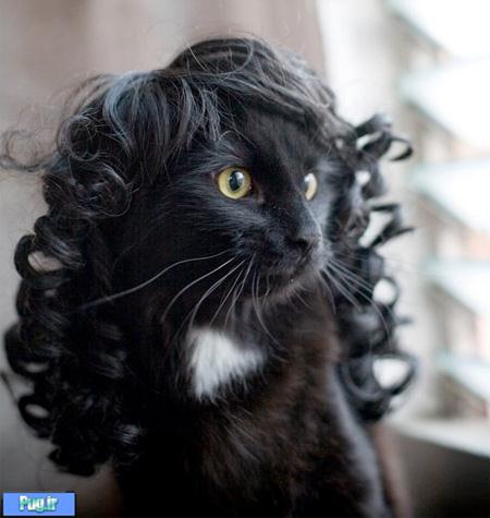 Kitty is a Wig