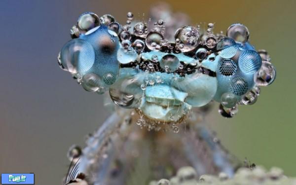Dew Soaked Insects Photo 1 600x375 Dew Soaked Insects Photographed by Ondrej Pakan
