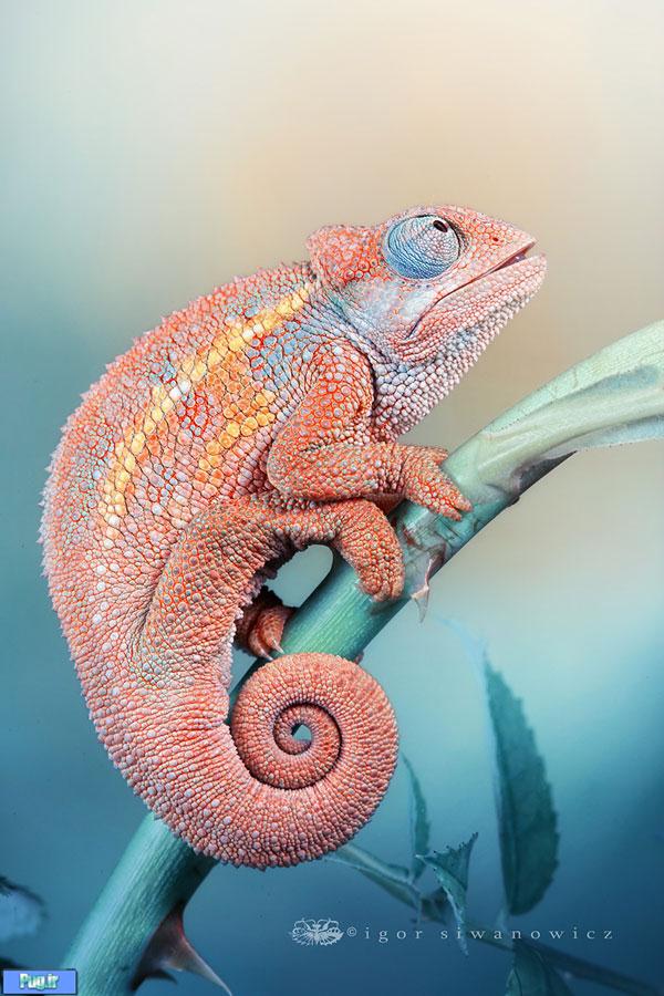 Chameleon Pictures2 Amazing Chameleon Photo Manipulation by By Igor Siwanowicz
