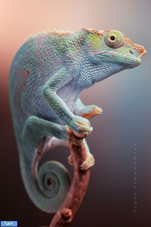 Chameleon Pictures7 Amazing Chameleon Photo Manipulation by By Igor Siwanowicz