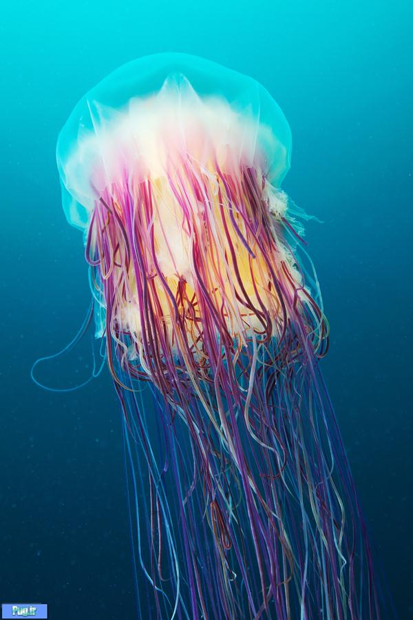 Underwater Amazing Photographs of Jellyfish by Alexander Semenov1 Amazing Photographs of Jellyfish by Alexander Semenov