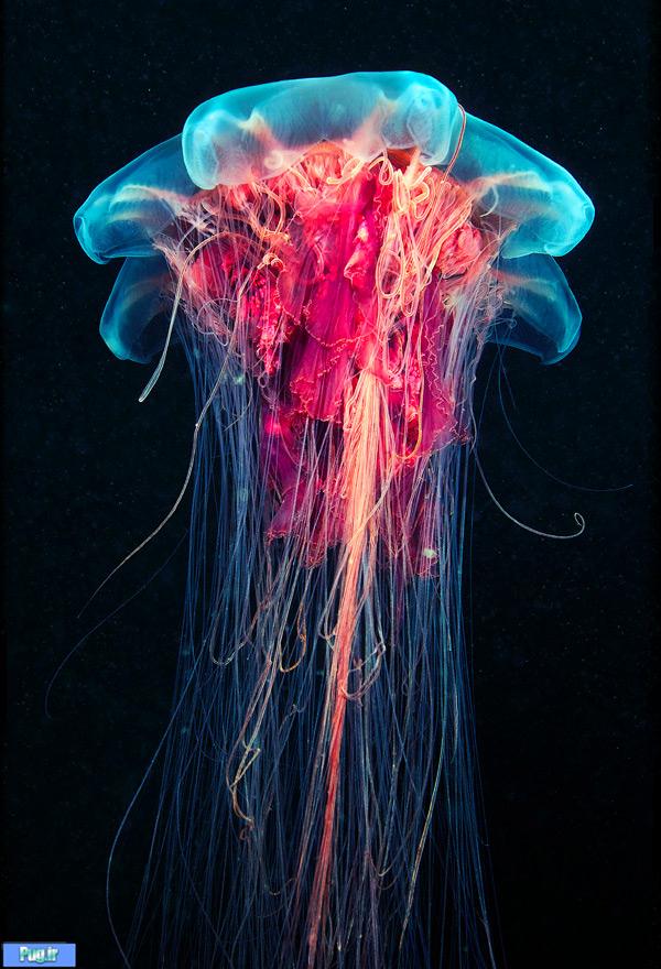 Underwater Amazing Photographs of Jellyfish by Alexander Semenov2 Amazing Photographs of Jellyfish by Alexander Semenov