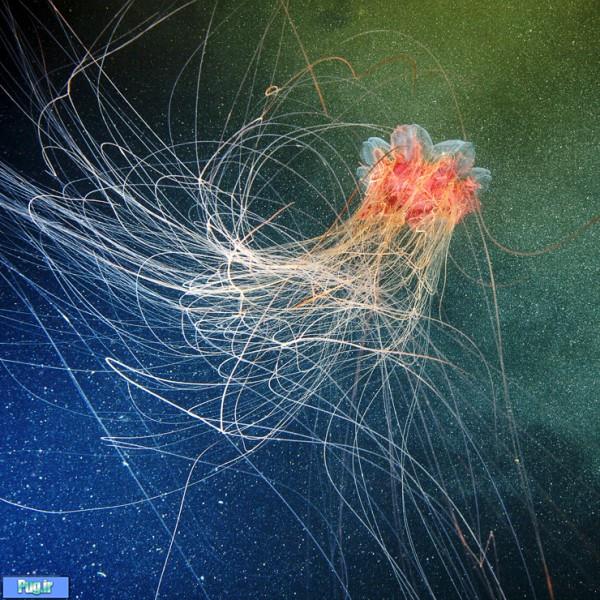 Underwater Amazing Photographs of Jellyfish by Alexander Semenov3 Amazing Photographs of Jellyfish by Alexander Semenov