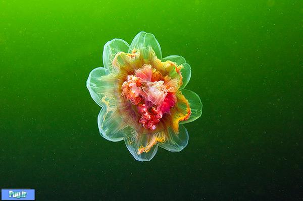 Underwater Amazing Photographs of Jellyfish by Alexander Semenov4 Amazing Photographs of Jellyfish by Alexander Semenov