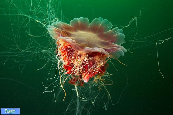 Underwater Amazing Photographs of Jellyfish by Alexander Semenov5 Amazing Photographs of Jellyfish by Alexander Semenov