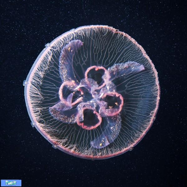 Underwater Amazing Photographs of Jellyfish by Alexander Semenov6 Amazing Photographs of Jellyfish by Alexander Semenov