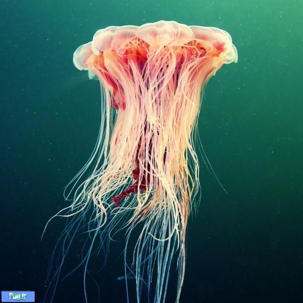 Underwater Amazing Photographs of Jellyfish by Alexander Semenov7 Amazing Photographs of Jellyfish by Alexander Semenov