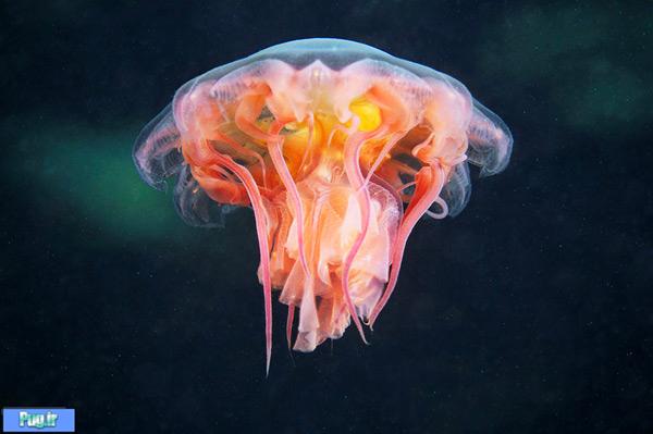 Underwater Amazing Photographs of Jellyfish by Alexander Semenov8 Amazing Photographs of Jellyfish by Alexander Semenov