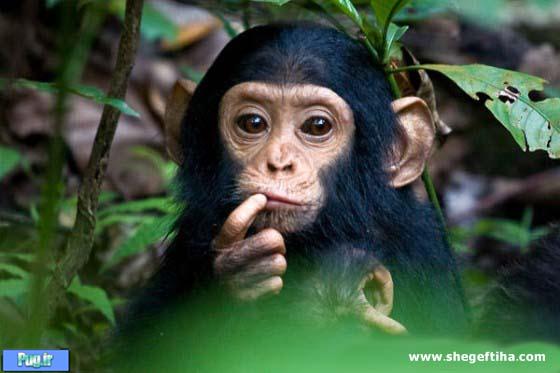 c3065_chimpanzee-560x3731.jpg (560×373)