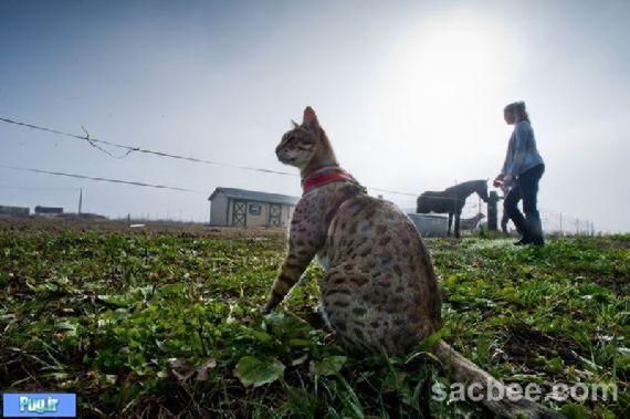 عکس هایی از دراز ترین گربه دنیا +توضیحات