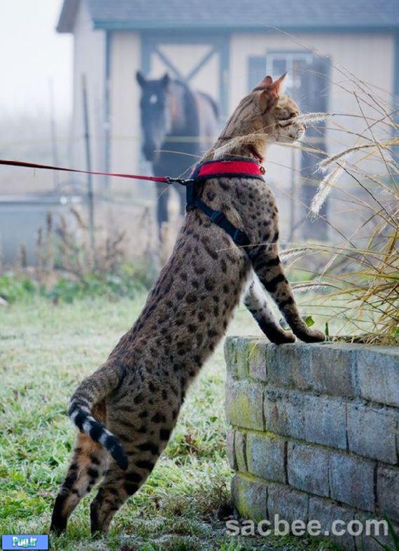 عکس هایی از دراز ترین گربه دنیا +توضیحات