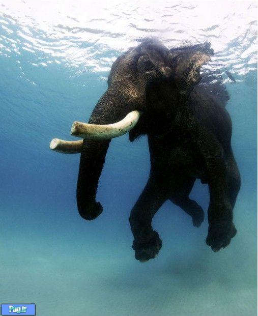 عکس هایی از شنا کردن فیل ها ! 