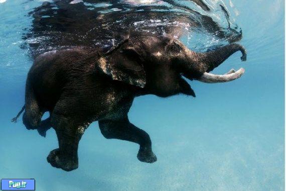 عکس هایی از شنا کردن فیل ها ! 