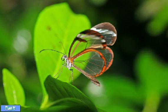عکس هایی از پروانه شیشه ای