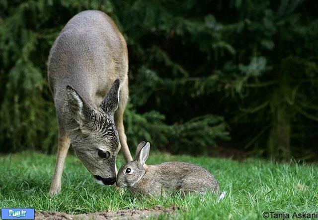 گوزنی که مادر یک خرگوش شد+عکس