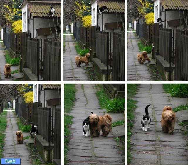عکس روز همقدمی سگ  و گربه 
