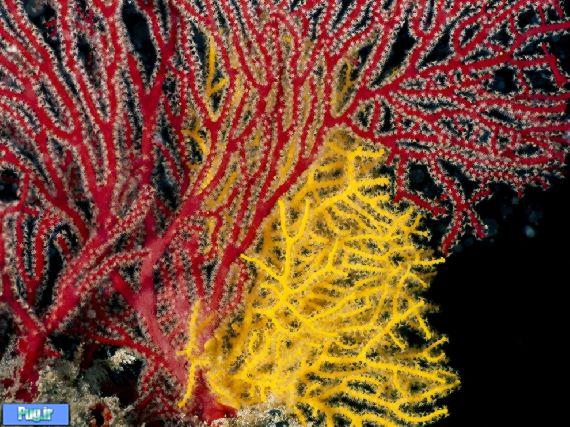 عکس های زیبا از دنیای زیر آب