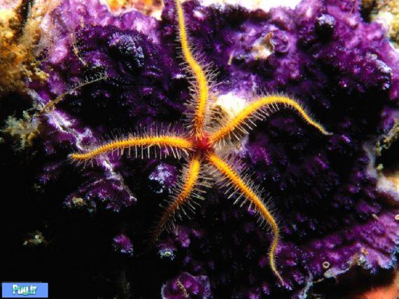 عکس های زیبا از دنیای زیر آب