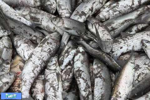   آخرین روزهای فصل صید ماهیان استخوانی دریای خزر