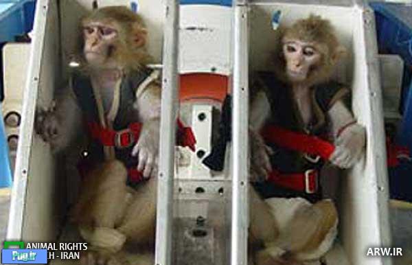 زمان پرتاب “میمون فضانورد” توسط سازمان فضایی ایران