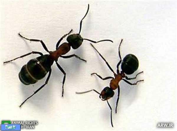 مورچه ها پزشک دارند و واکسینه می‌شوند!