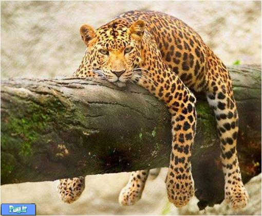 عکس هایی از حیوانات که دل شما رو خواهد برد