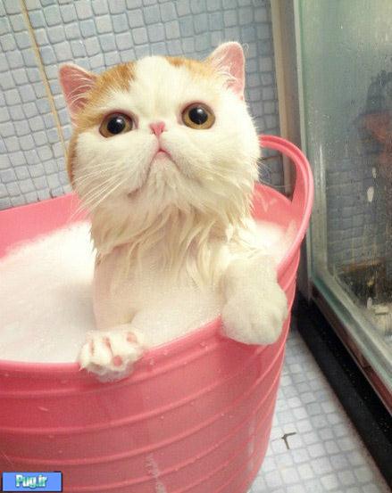 یه گربه خیلی ناز که عاشق حمامه حتما ببینید