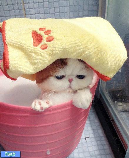 یه گربه خیلی ناز که عاشق حمامه حتما ببینید