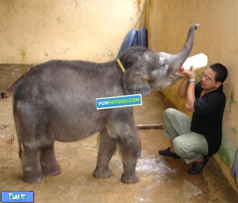 شیر دادن به یه بچه فیل 