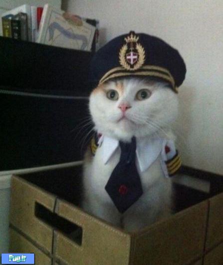 کاپیتان گربه 
