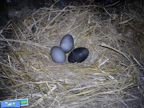 اردکی که تخم سیاه می گذارد!+ عکس