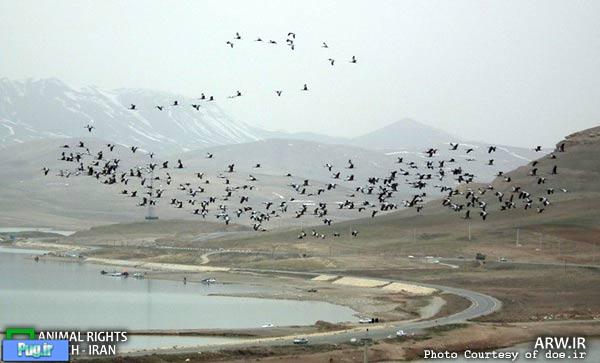 مشاهده بیش از ۲۵۰ درنای خاکستری در سواحل جنوبی دریاچه ارومیه