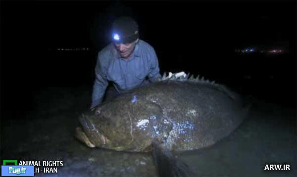 شکار ماهی هامور آمریکایی ۱۵۸ کیلوگرمی