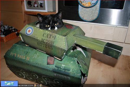 گربه در تانک 