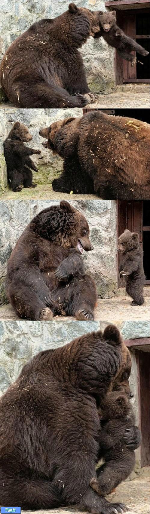 بچه داری مامان خرسه !