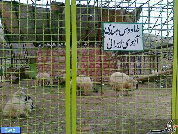 طاووس و آهو در ایران گوسفند هستند !تصویری
