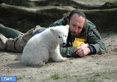 خرس های قطبی 600 هزار ساله +عکس