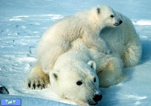 خرس های قطبی 600 هزار ساله +عکس