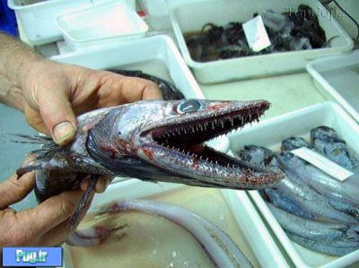 عکس هایی از ماهی های ترسناک