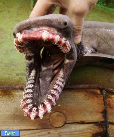 عکس هایی از ماهی های ترسناک
