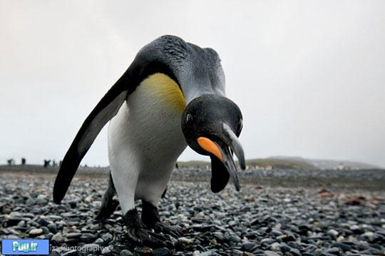 عکس های شگفت انگیز قطب جنوب