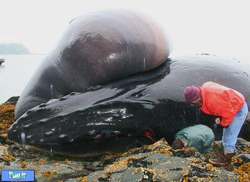 عکس: مرگ عجیب و دردناک یک نهنگ!!