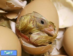 چه‌طور جوجه درون تخم مرغ را بیدار کرد؟+عکس