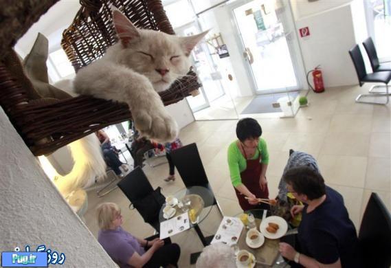 افتتاح اولین کافه رستوران برای گربه ها