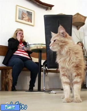 افتتاح اولین کافه رستوران برای گربه ها