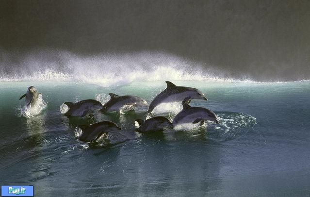 رقص رویایی دلفین‌ها + عکس