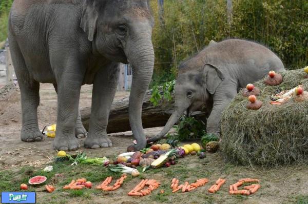 جشن تولد فیل