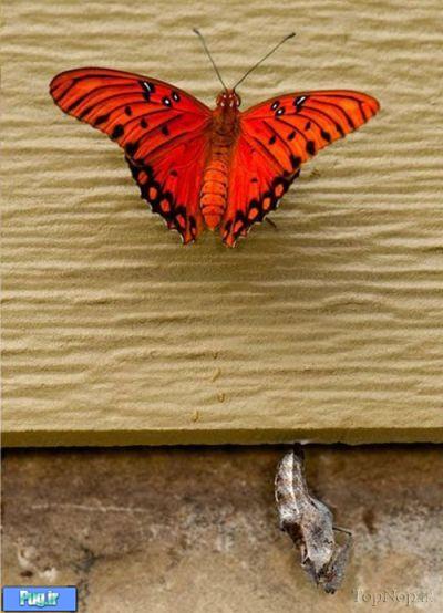 عکس تبدیل کرم به پروانه